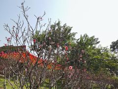 -广州莲花山旅游区