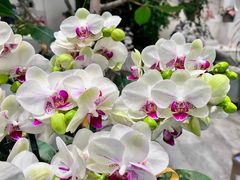 -卓花境Flowerwonderland花店