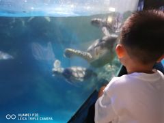 -烟台海昌鲸鲨海洋公园