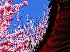-桃花堤公园
