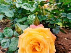 -人民公园(罗湖区)