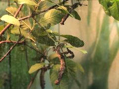 -上海大自然野生昆虫馆(东方明珠·爬宠昆虫探索中心)