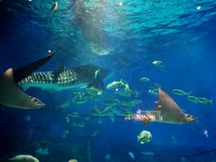 -烟台海昌鲸鲨海洋公园