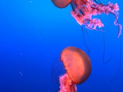 -太平洋海底世界