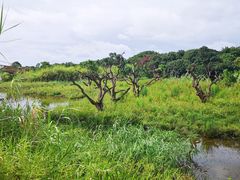 -鹤之洲湿地公园