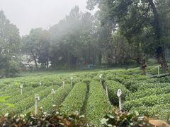 -野蔓果·山野菜(西湖景区·龙井茶田店)