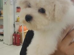 -翊宠yipet猫狗购宠庄园