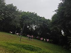 -广州长隆飞鸟乐园