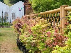 -深圳仙湖植物园