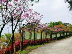 -南丹山森林王国