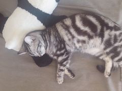 -A猫a狗全科·犬猫异宠·芥西宠物医院(南开总院)