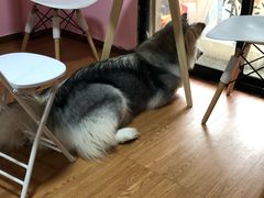 -李小姐の猫咖啡馆(五角场店)