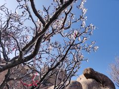 -崂山巨峰游览区