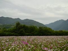 -曲江薰衣草庄园
