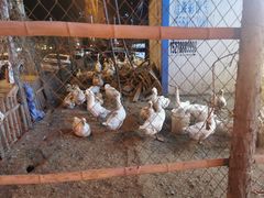 -鱼窝棚柴火铁锅炖(富山屯店)