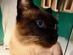 -飞行喵MR PILOT|猫舍·猫咖(静安大融城店)