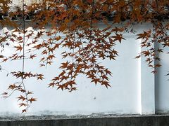 -秋霞圃