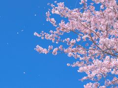 -上海滨江森林公园