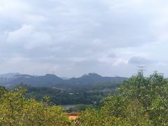 -深圳仙湖植物园