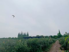 -金谷域澳洲庄园
