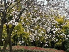 -两河城市森林公园