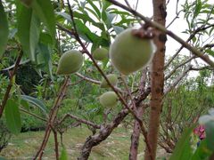 -南国桃园旅游度假区