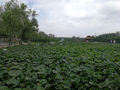 -前关湿地公园