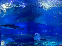 -海合安武汉极地海洋公园