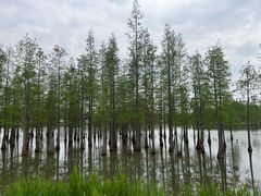 -白鹭湾湿地公园
