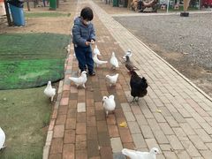 -1982农场