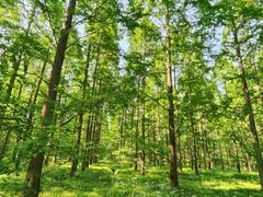 -黄海国家森林公园