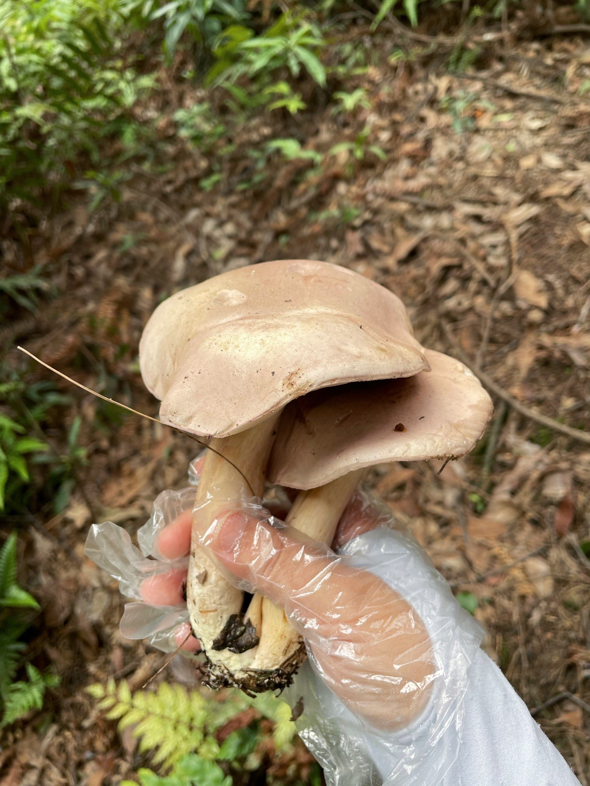 歌乐山捡菌子