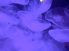 -重庆欢乐海底世界