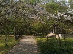 -紫金山山顶公园