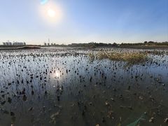 -天津东丽湖风景区
