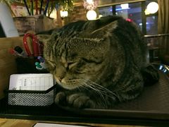-喵园·猫主题咖啡厅·撸猫·猫咖(国贸店)