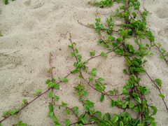 一道风景线-莲花峰风景区