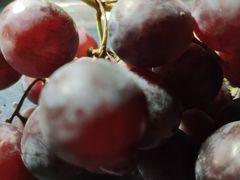 -乐乐鲜果(解放南路店)