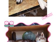 -Husky Go! 哈士奇体验馆·宠物咖啡厅狗咖