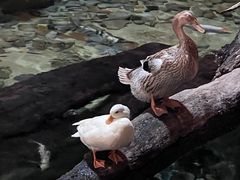 -北京海洋馆