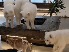 -共舞时光猫咖·狗咖(新街口店)