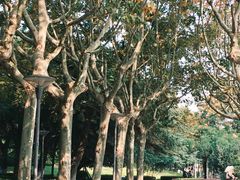 -泰州凤城河风景区-泰山公园