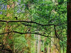-天目山大树王景区