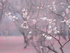 -蜀冈西峰生态公园