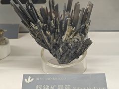 -中国地质博物馆