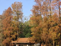 -深圳仙湖植物园