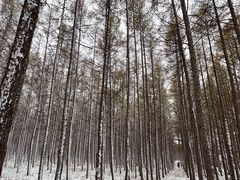 -塞罕坝国家级自然保护区