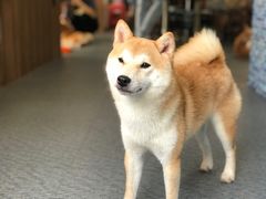 -柴源莊·柴小宠柴犬咖啡