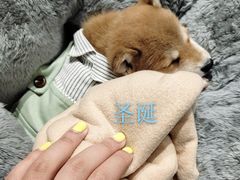 -逗柴咖啡屋·狗咖猫咖宠物桌游