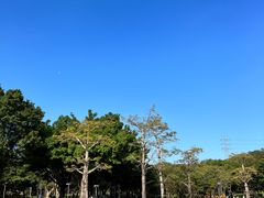-紫马岭公园